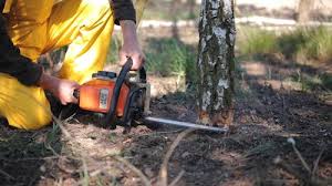 Best Tree Trimming and Pruning  in Taft Southwest, TX